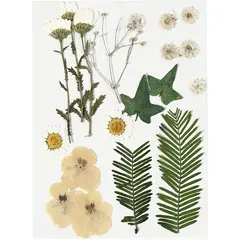 Αποξηραμένα λουλούδια και φύλλα λευκό - Deco
