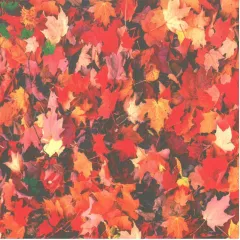 χαρτόνι 50x70cm 300gr autumn leaves - Ursus