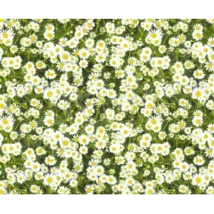 χαρτόνι ursus διπλής όψης 50x70cm daisy - Ursus
